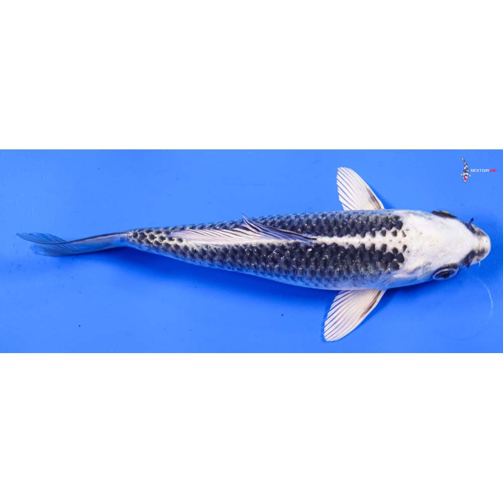 7” Imported Gin Matsuba