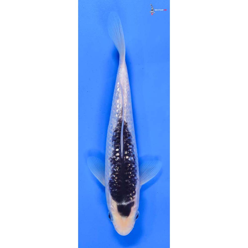 7.5” Imported Gin Rin Goromo