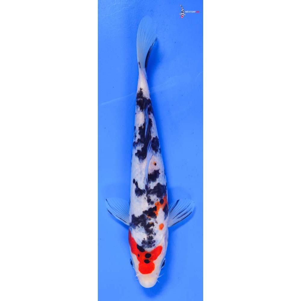 7.5” Imported Sanke