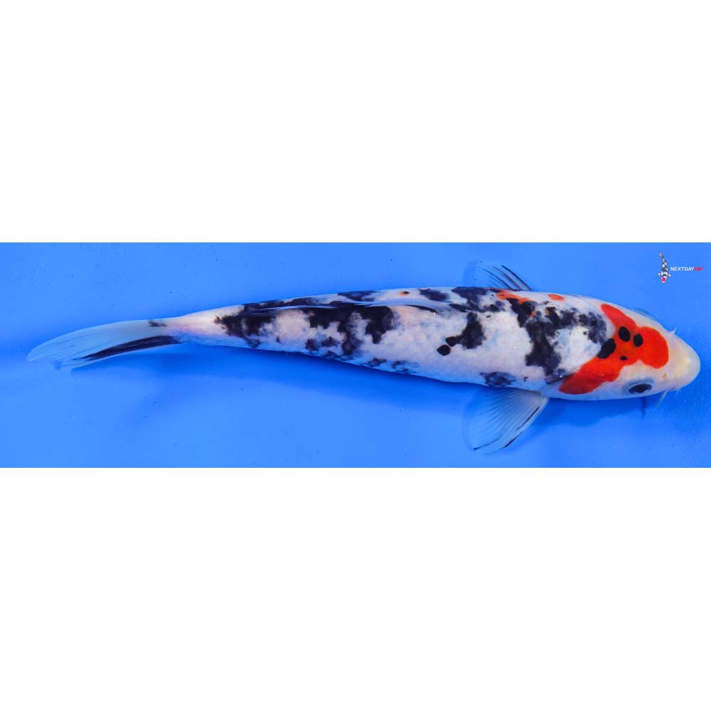 7.5” Imported Sanke