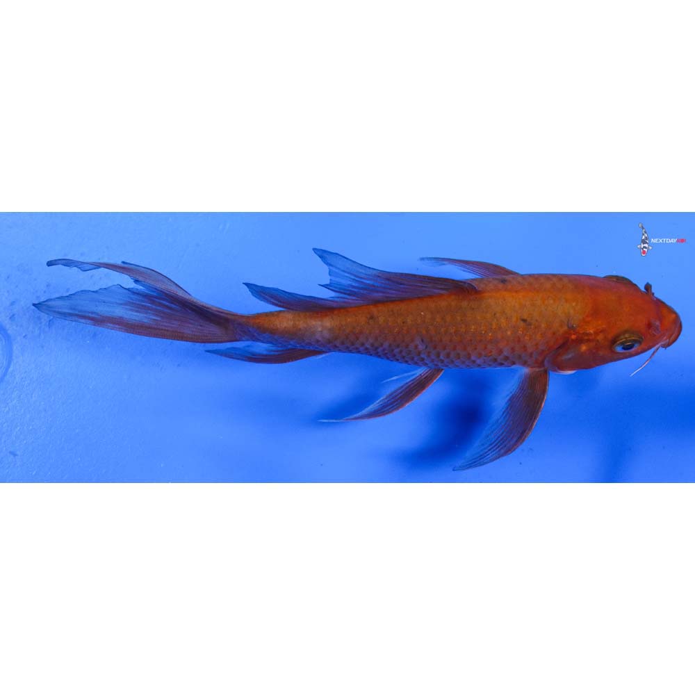 6” Imported Chagoi Butterfly Koi