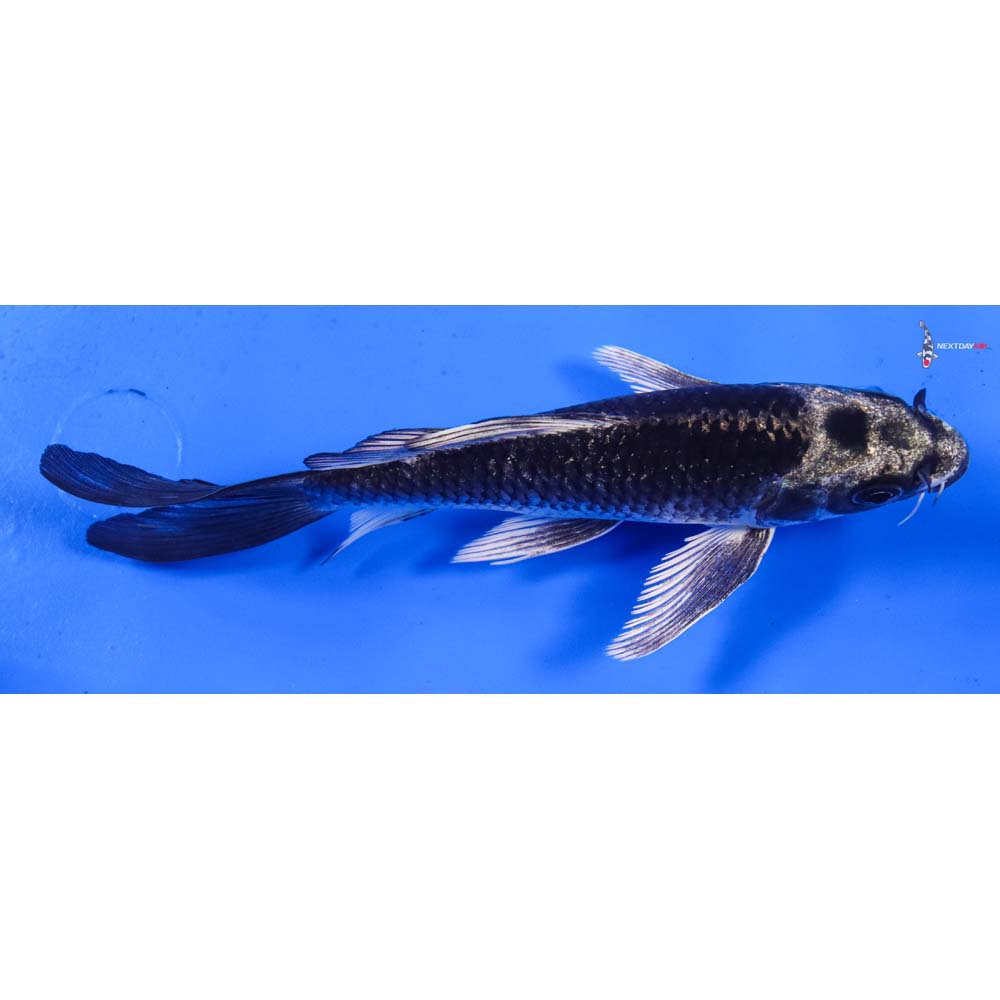 6” Imported Gin Matsuba Butterfly Koi