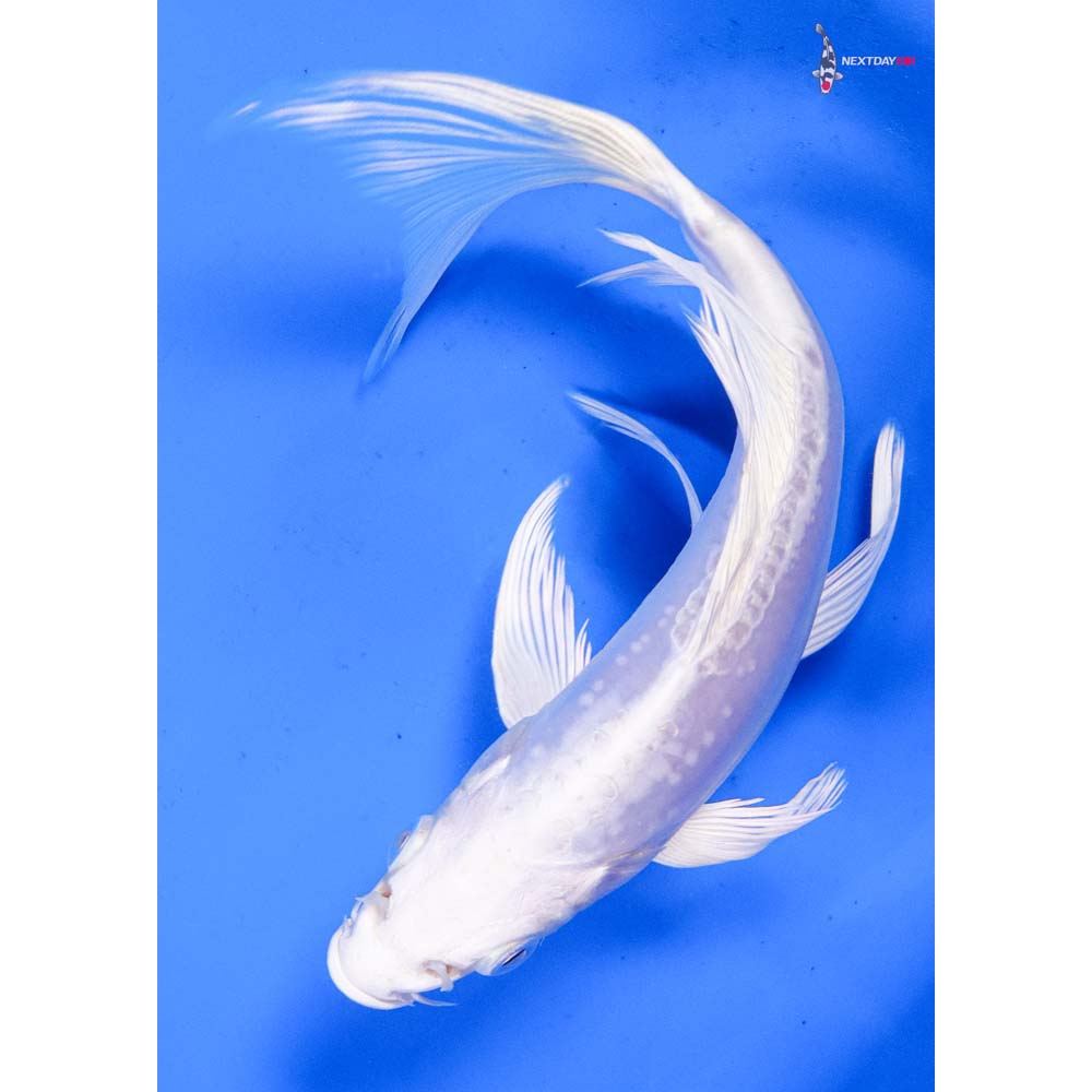 6” Imported Doitsu Platinum Ogon Butterfly Koi