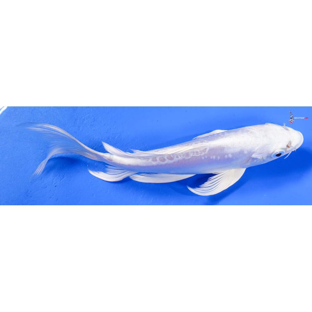 6” Imported Doitsu Platinum Ogon Butterfly Koi