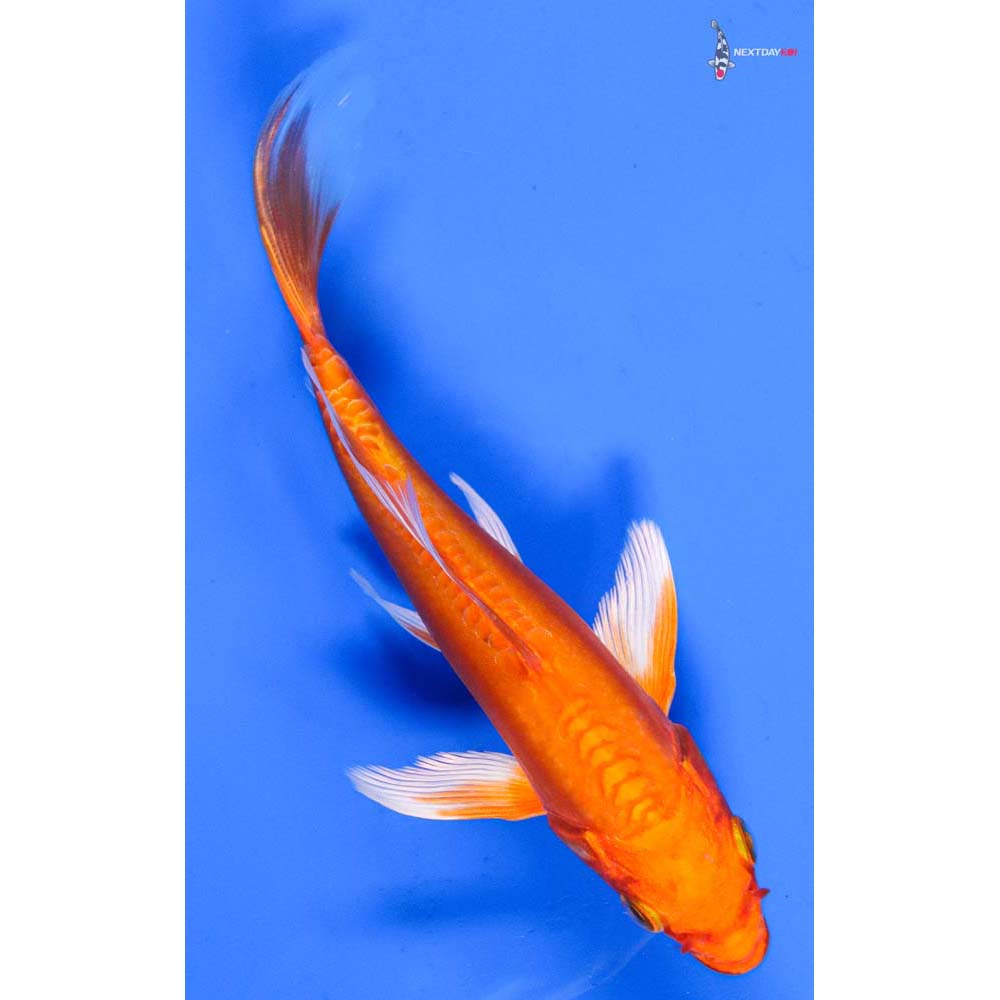 6” Imported Doitsu Orenji Ogon Butterfly Koi