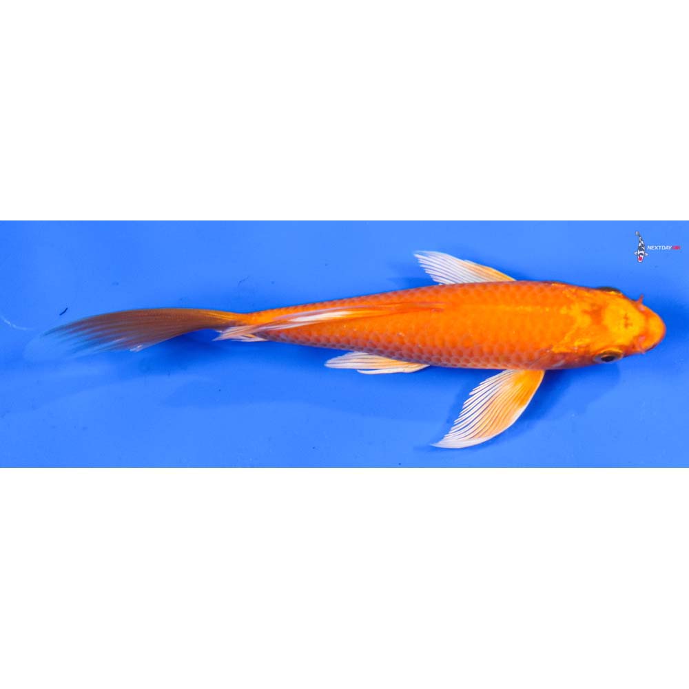 6” Imported Orenji Ogon Butterfly Koi