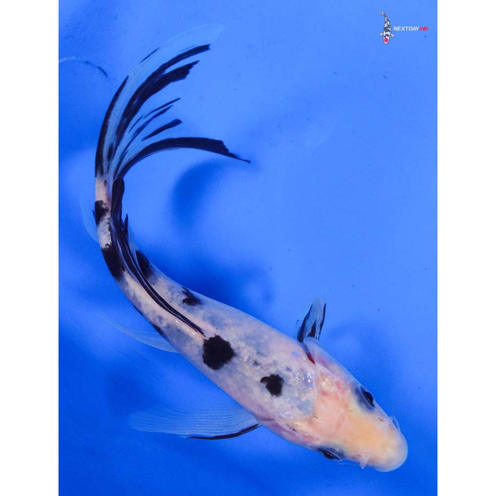 6” Imported Shiro Bekko Butterfly Koi