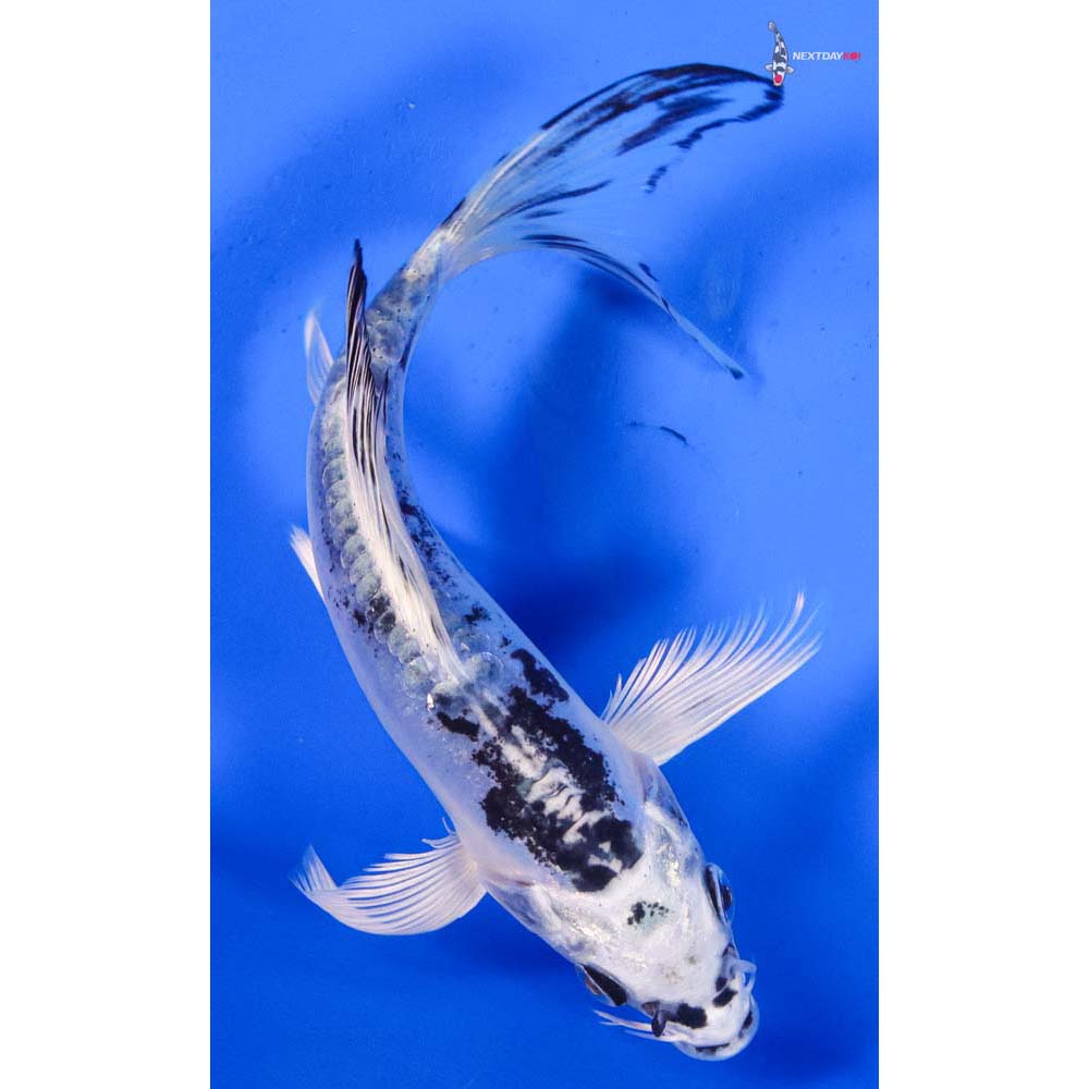 6” Imported Doitsu Gin Shiro Bekko Butterfly Koi