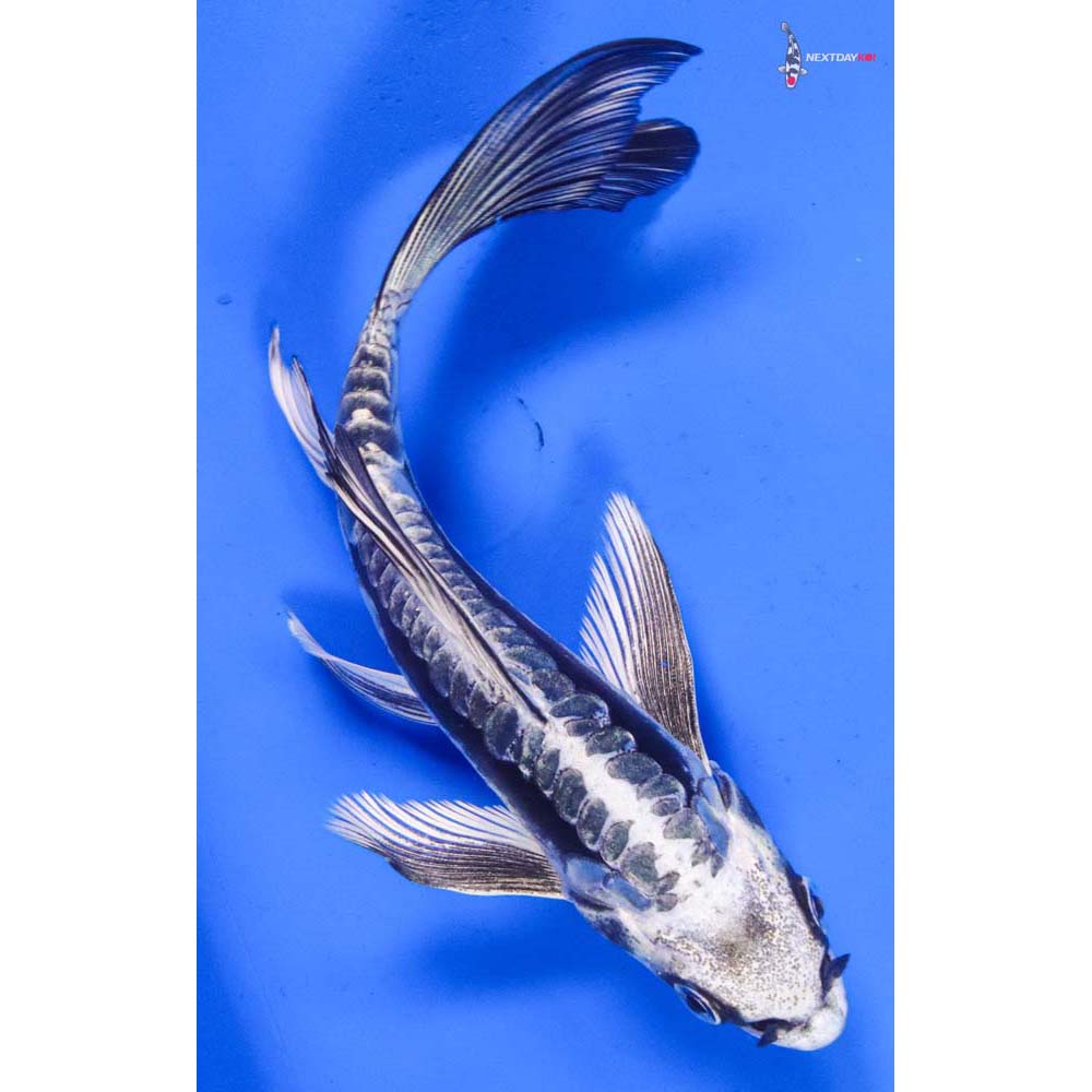 6.5” Imported Kikokuryu Butterfly Koi