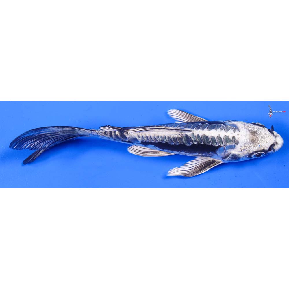 6.5” Imported Kikokuryu Butterfly Koi