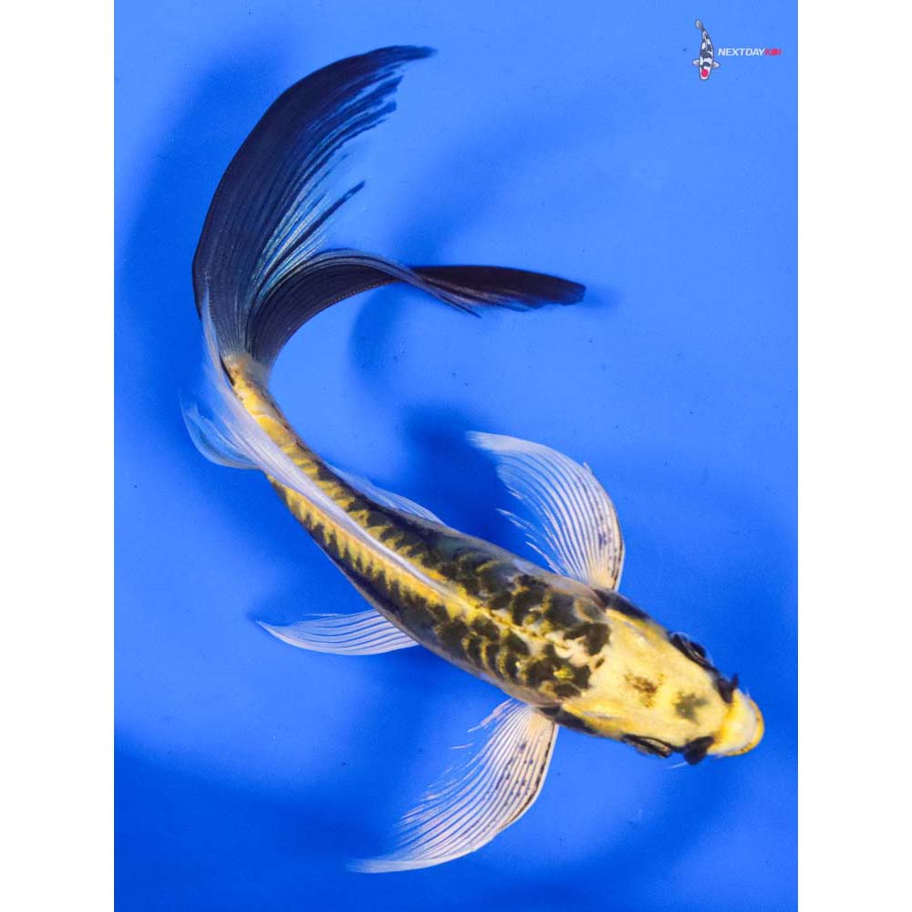 7” Imported Doitsu Ki Matsuba Butterfly Koi