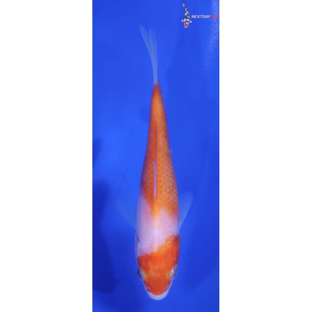 4” Imported Kohaku