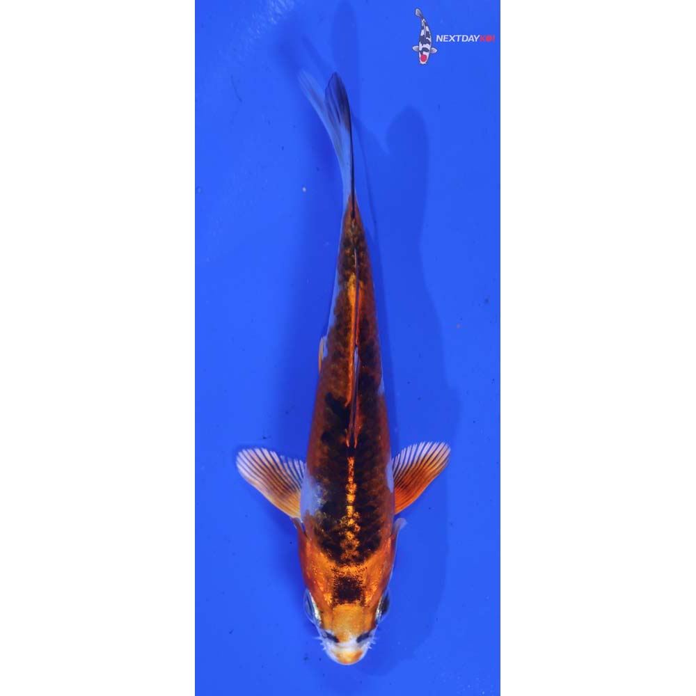 4” Imported Kujaku