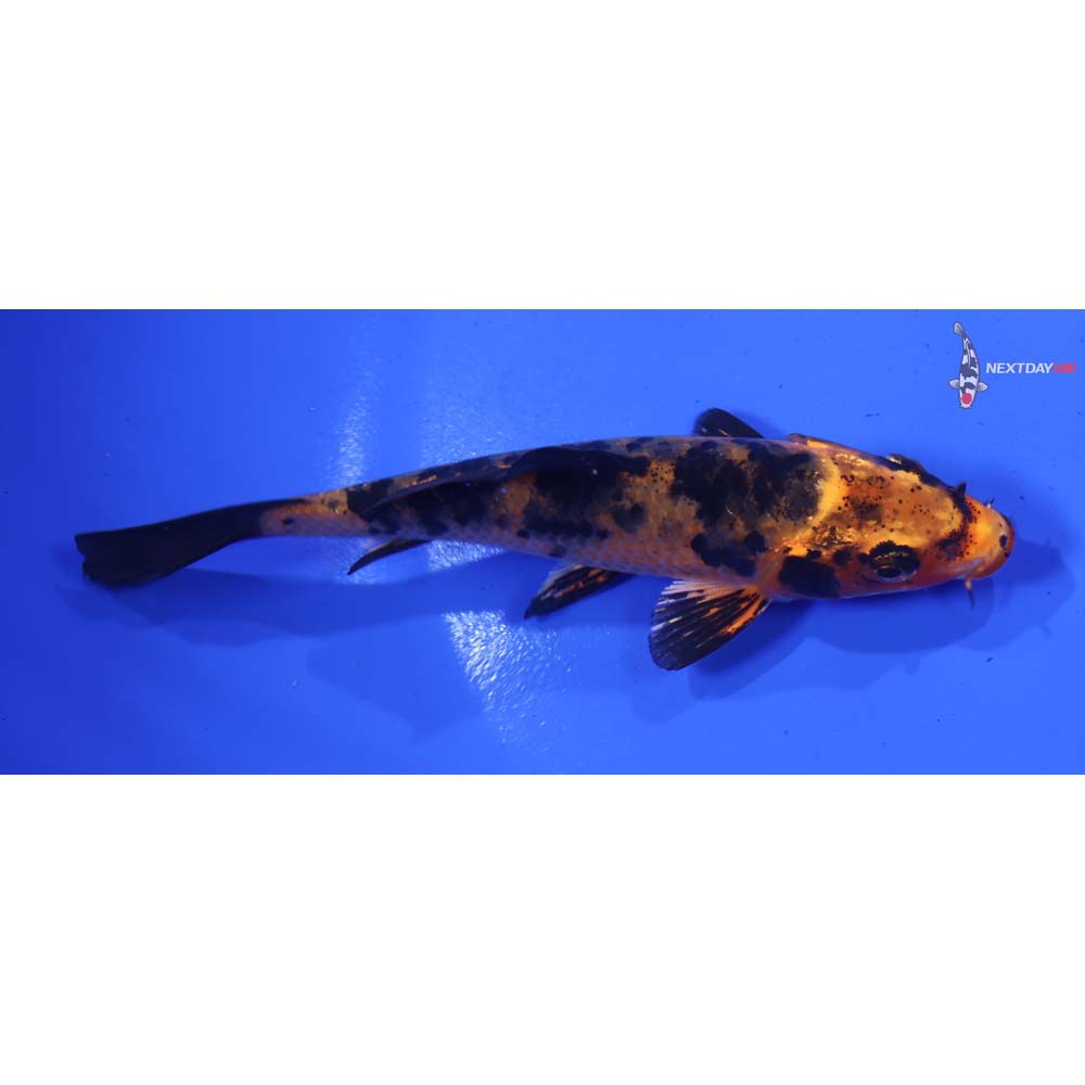 4.5” Imported Kin Aka Bekko