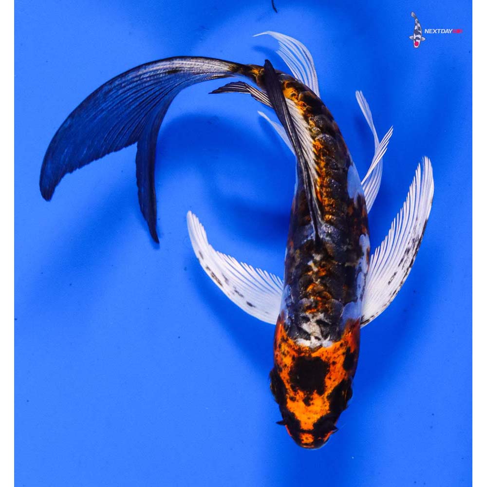 5” Imported Kin Kikokuryu Butterfly Koi
