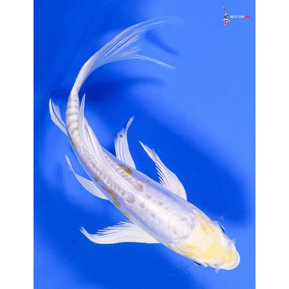5” Imported Doitsu Lemon Hariwake Butterfly Koi