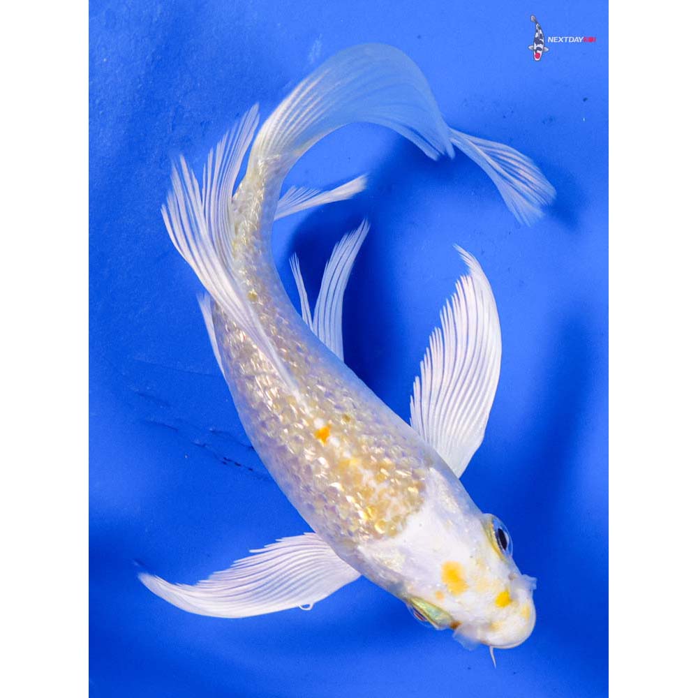 5” Imported Gin Rin Lemon Hariwake Butterfly Koi