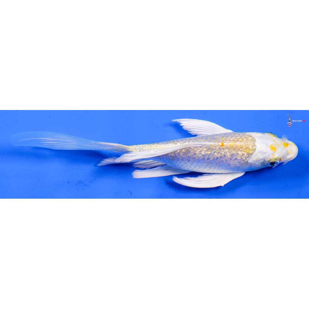 5” Imported Gin Rin Lemon Hariwake Butterfly Koi