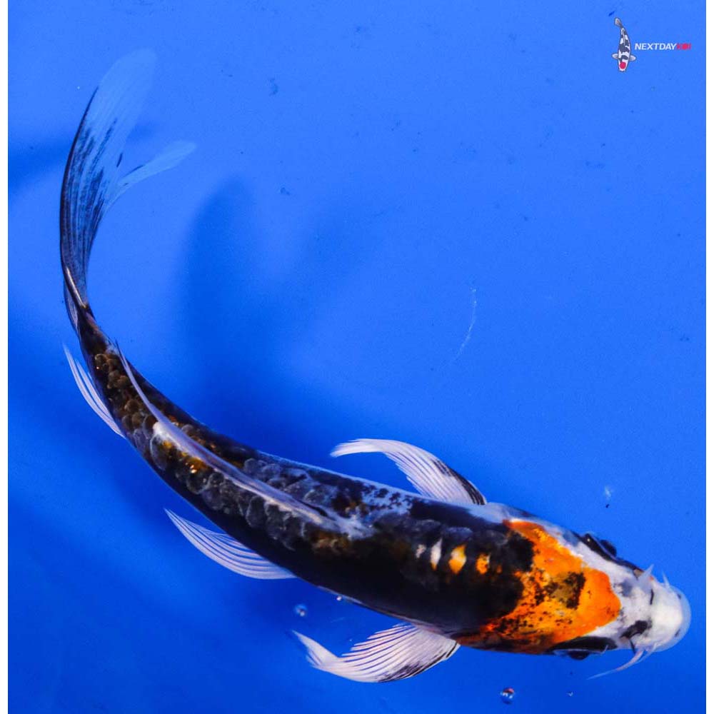5.5” Imported Kin Kikokuryu Butterfly Koi