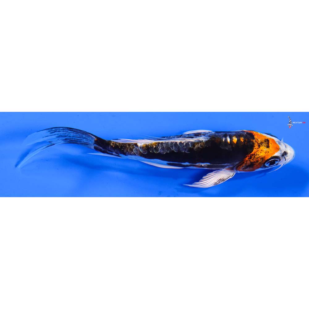 5.5” Imported Kin Kikokuryu Butterfly Koi