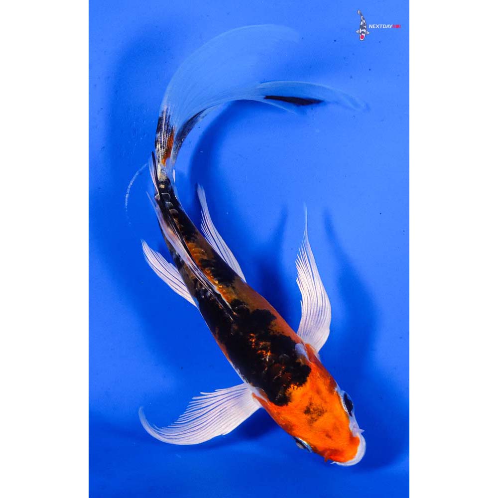 5.5” Imported Heisei Nishiki Butterfly Koi