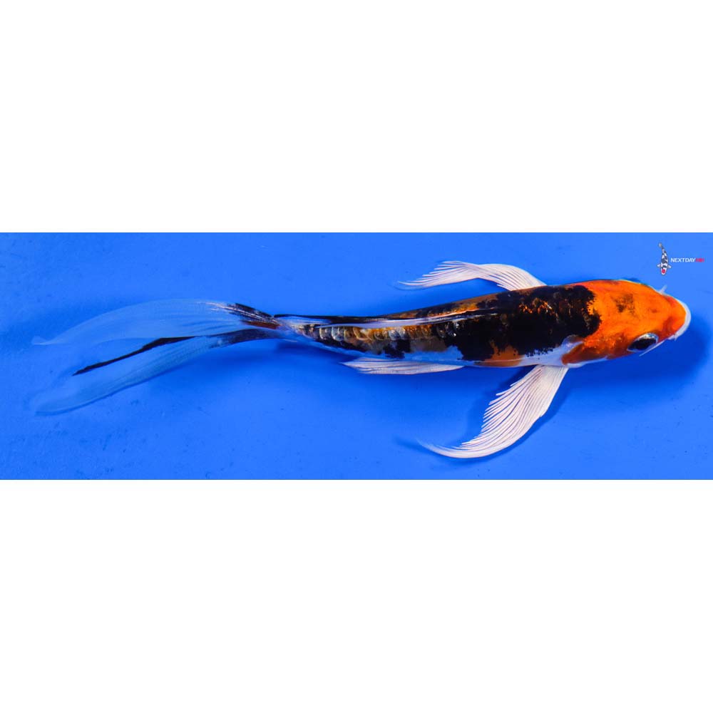 5.5” Imported Heisei Nishiki Butterfly Koi
