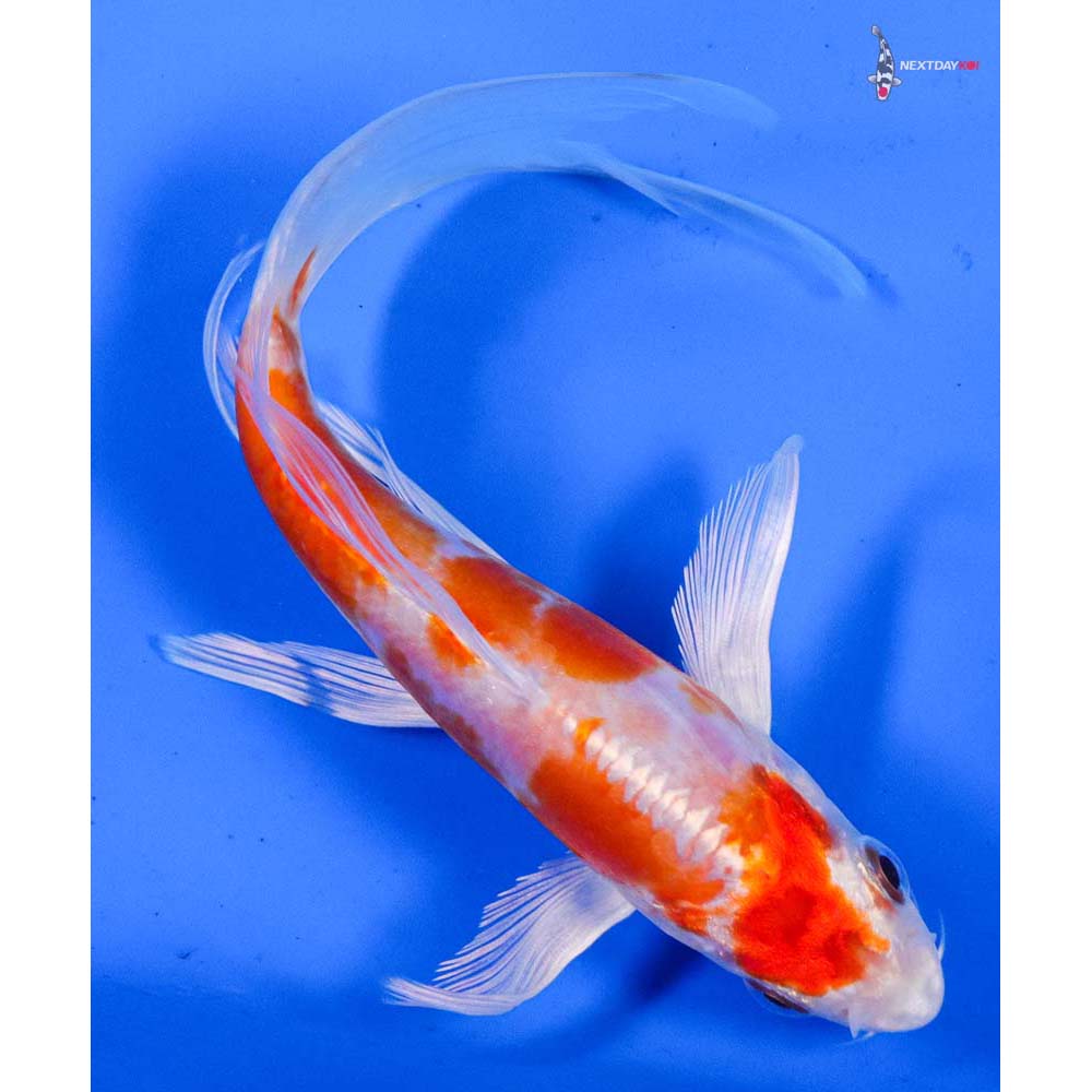 5.5” Imported Kikusui Butterfly Koi