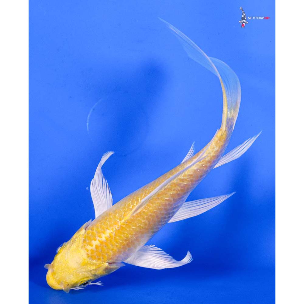 5.5” Imported Yamabuki Ogon Butterfly Koi