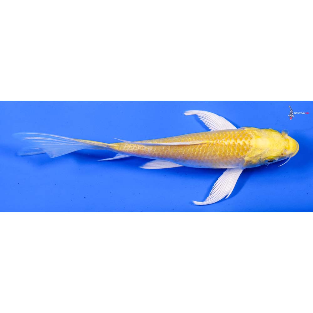 5.5” Imported Yamabuki Ogon Butterfly Koi