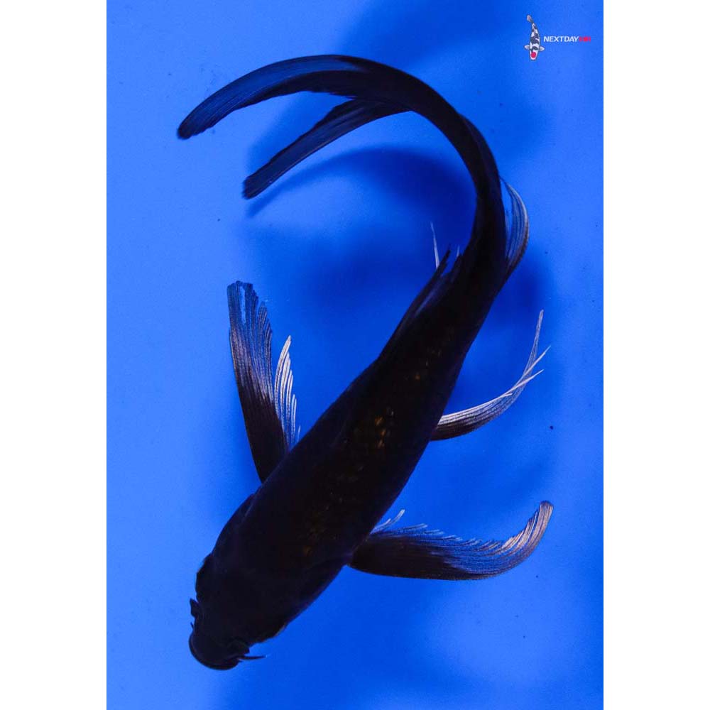 6” Imported Soragoi Butterfly Koi