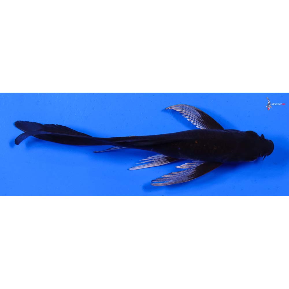 6” Imported Soragoi Butterfly Koi