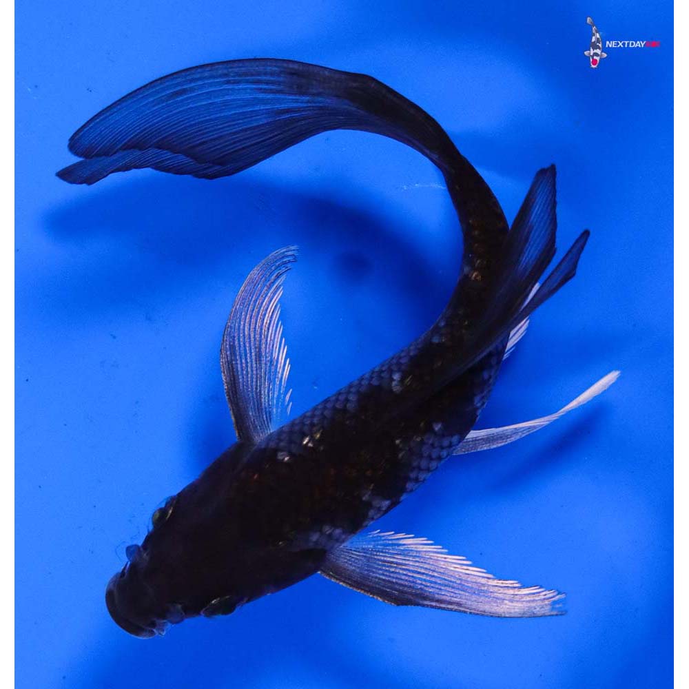 6” Imported Ochiba Shigure Butterfly Koi