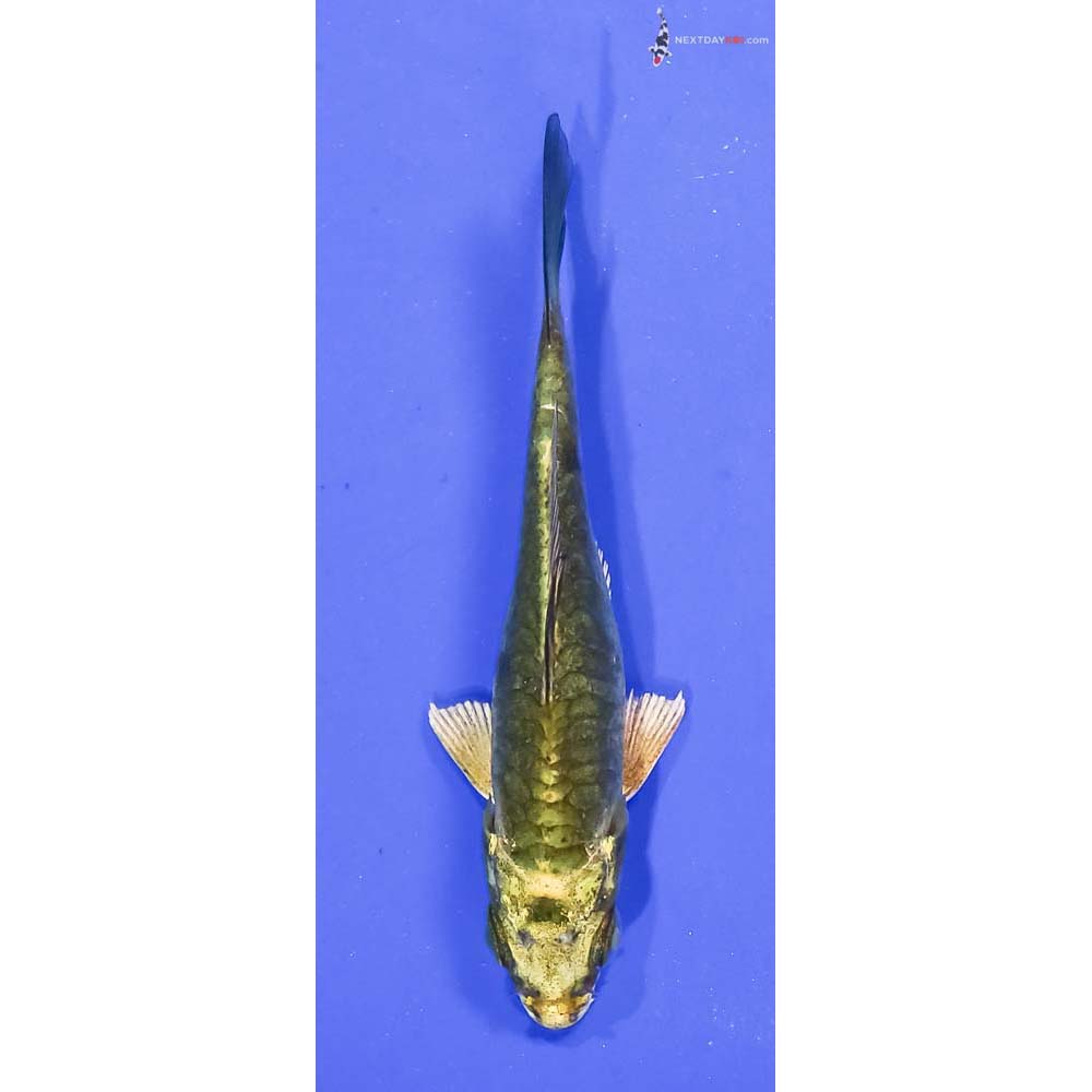 3.5” Imported Armor Scaled Ki Matsuba