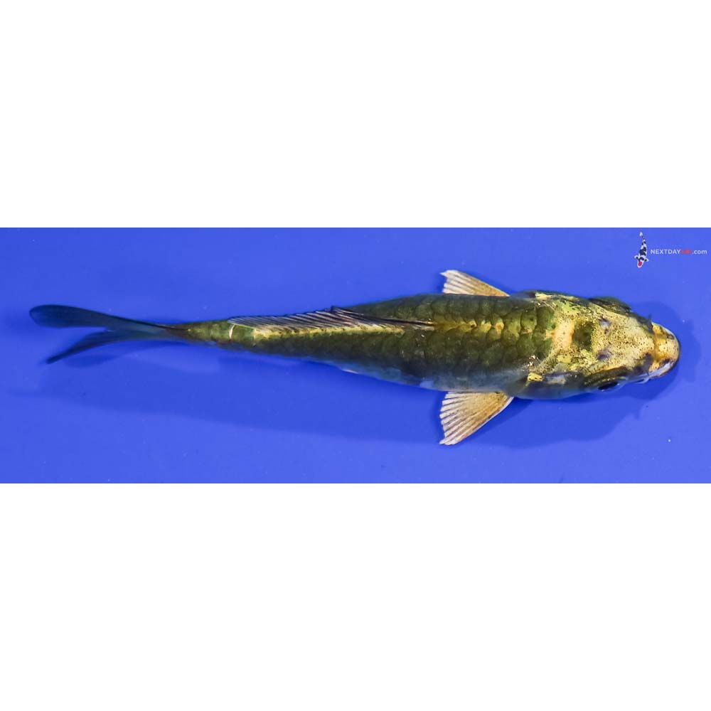 3.5” Imported Armor Scaled Ki Matsuba