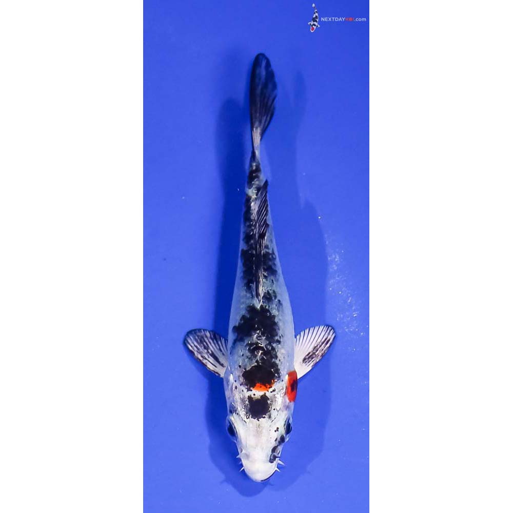 3.5” Imported Yamato Nishiki