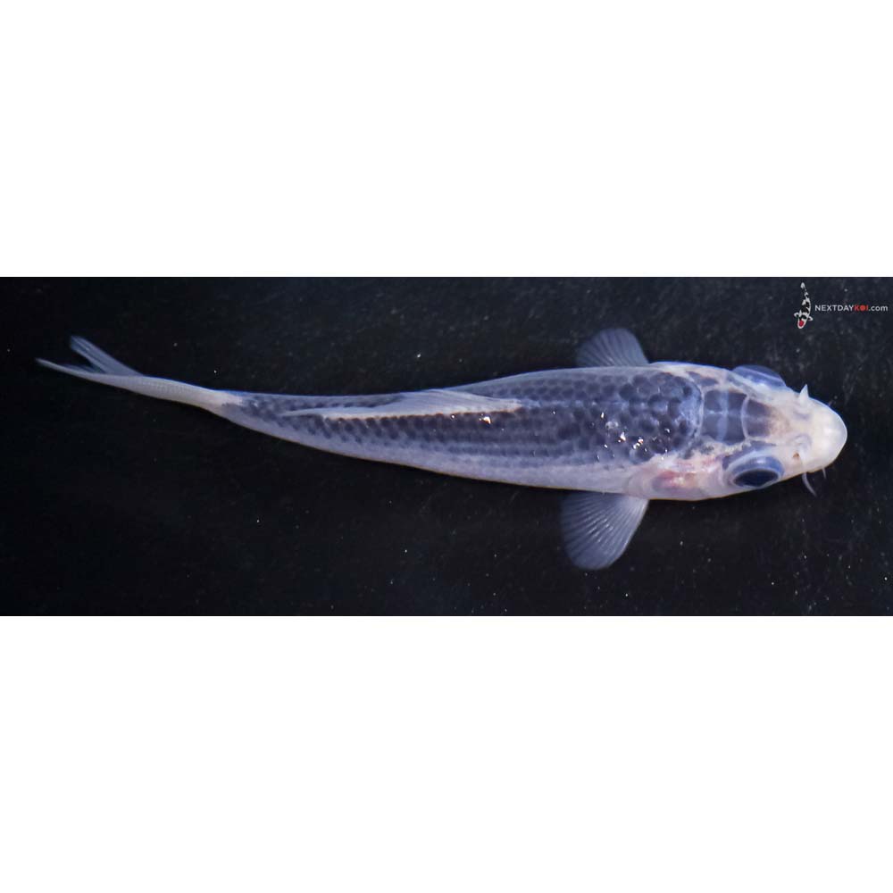 3.5” Imported Asagi