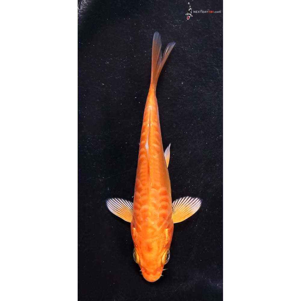 4” Imported Doitsu Orenji Ogon