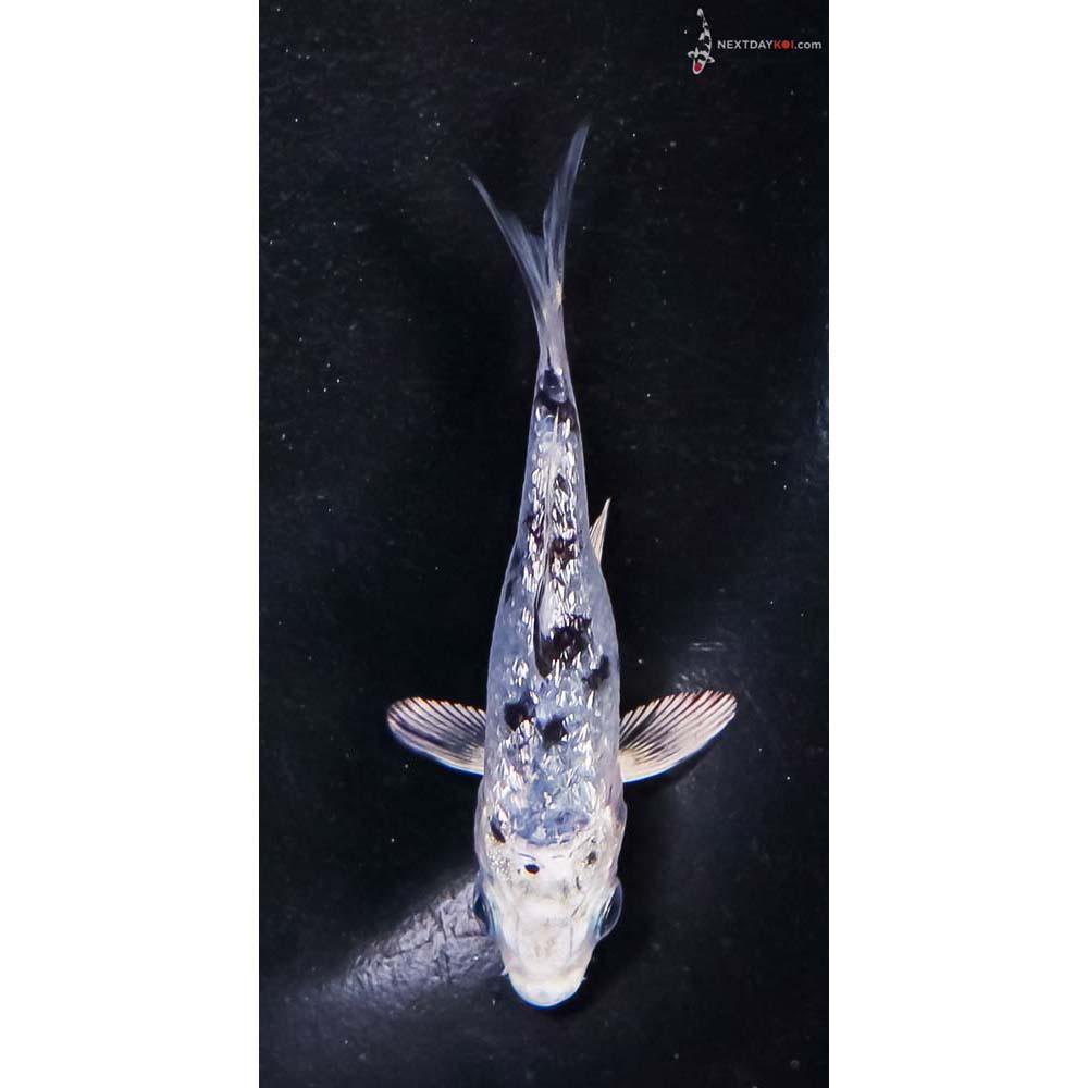 3” Imported Gin Rin Blue Gin Shiro Bekko