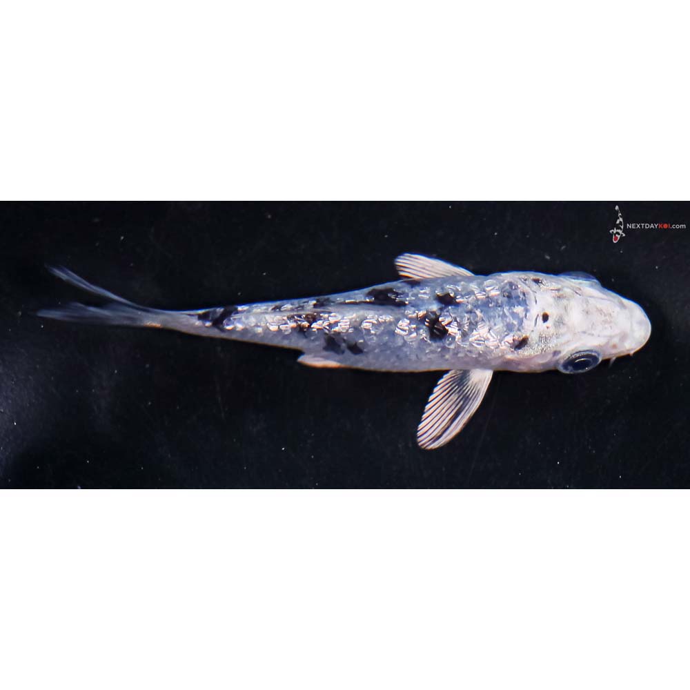 3” Imported Gin Rin Blue Gin Shiro Bekko