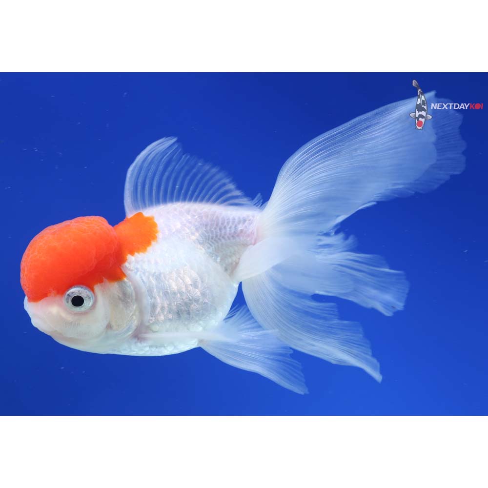 5” Imported Red and White Oranda