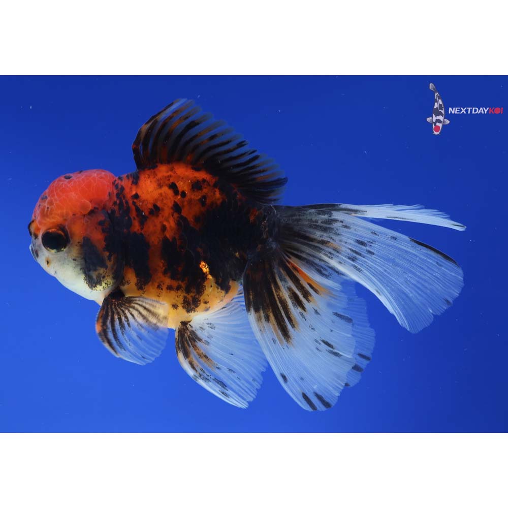 4.5” Imported Calico Oranda