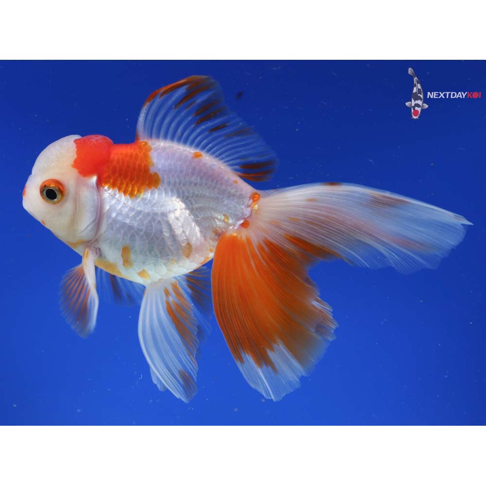 5.5” Imported Red and White Oranda