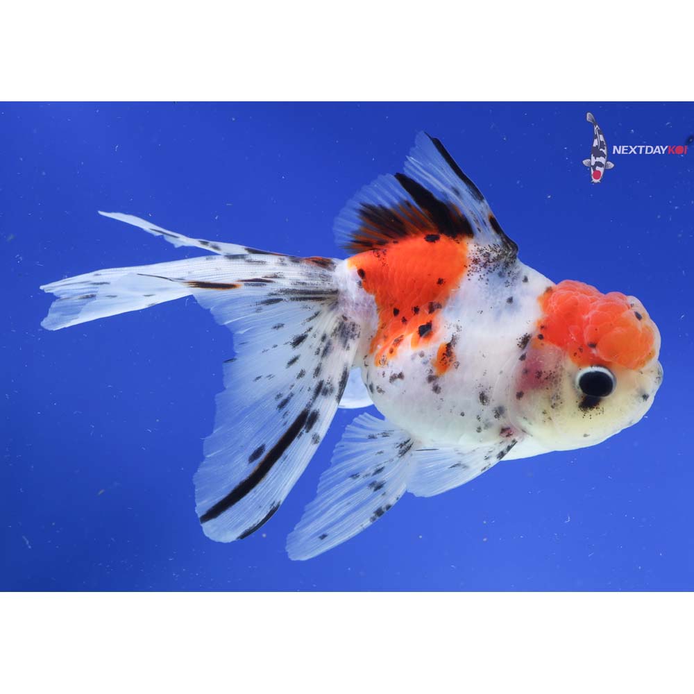 5.5” Imported Calico Oranda