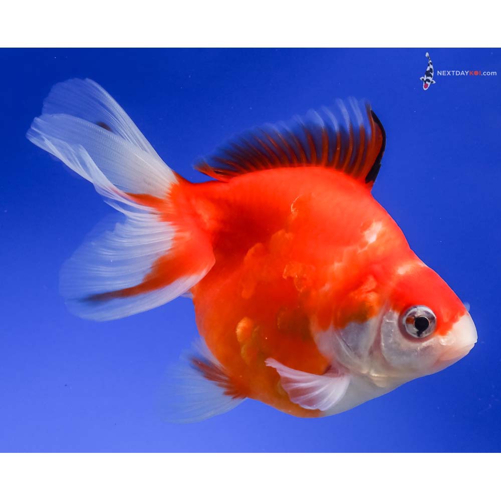 4.5” Imported Red and White Ryukin