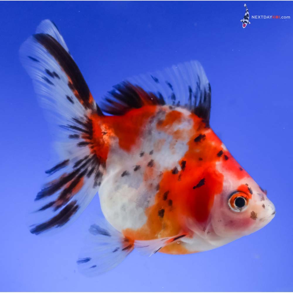 4.5” Imported Calico Ryukin