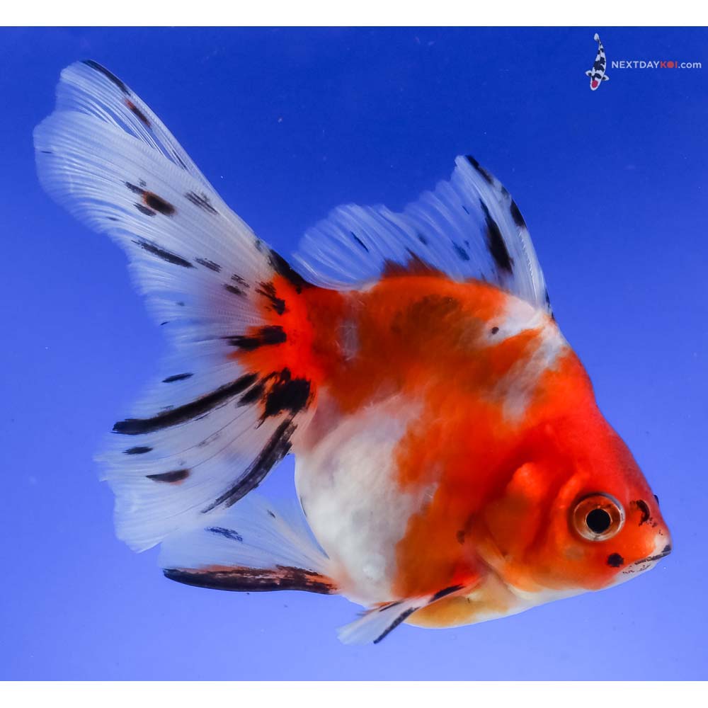 4.5” Imported Calico Ryukin