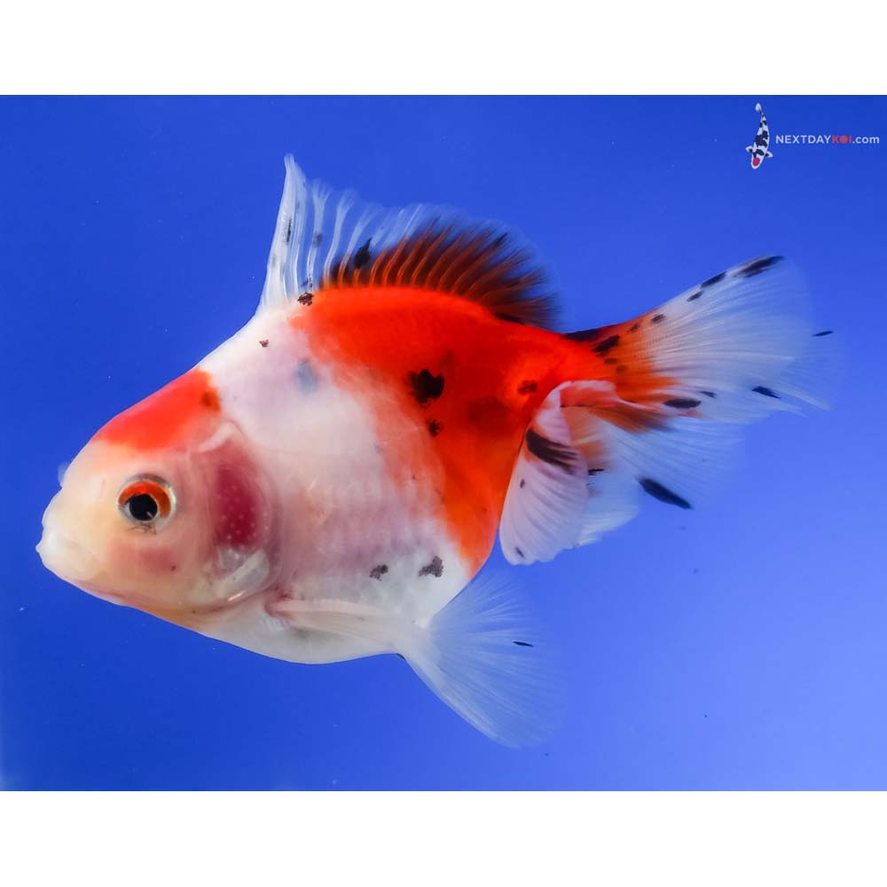 4” Imported Male Calico Ryukin