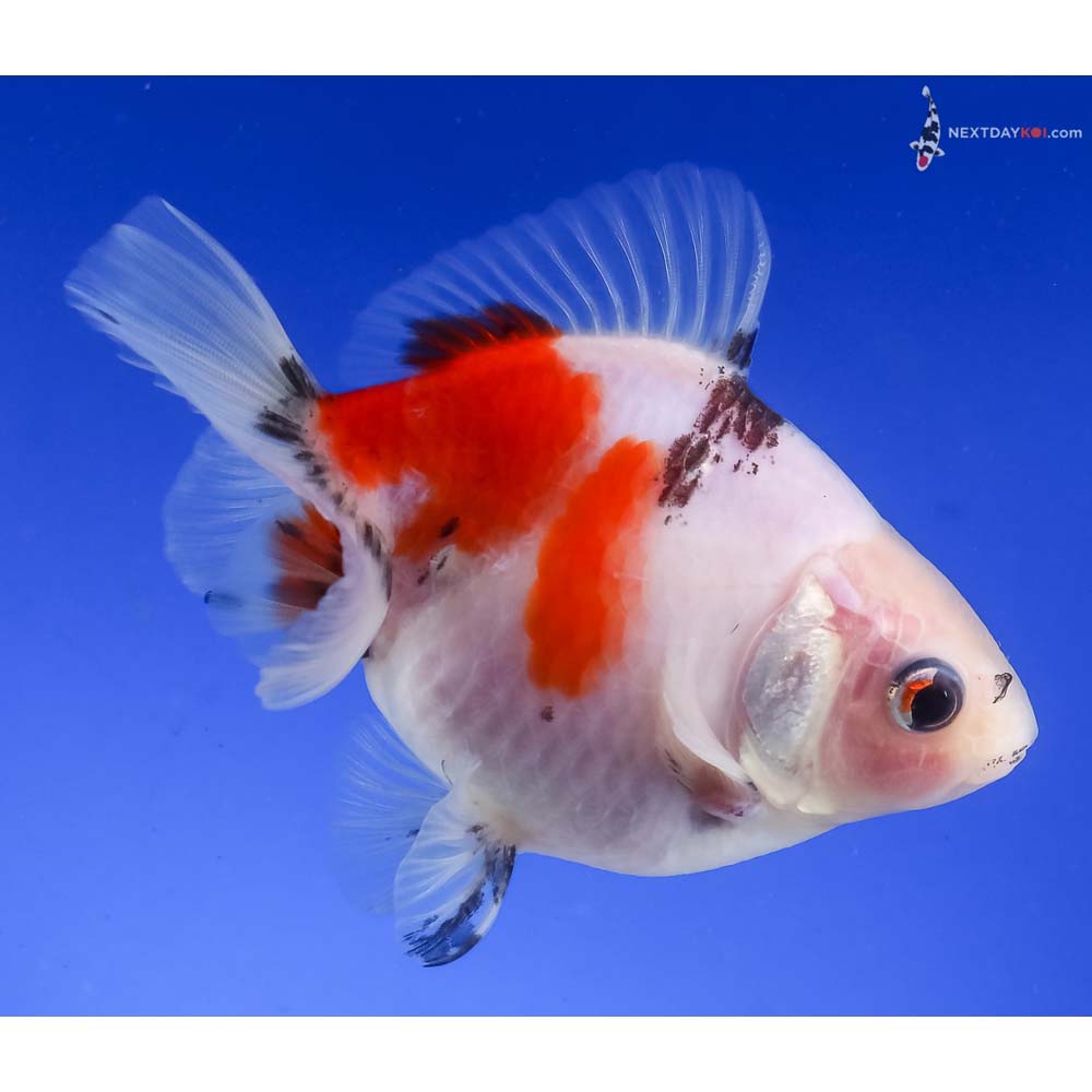 4” Imported Tri Color Ryukin