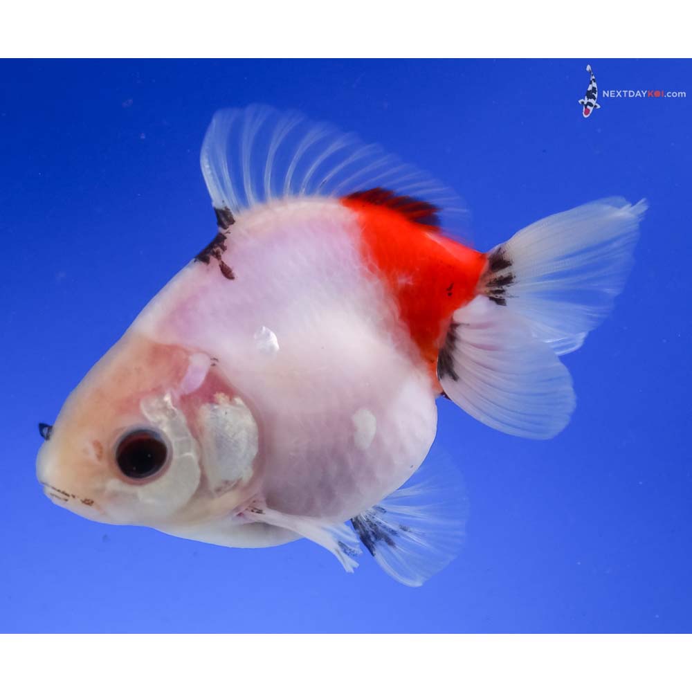 4” Imported Tri Color Ryukin