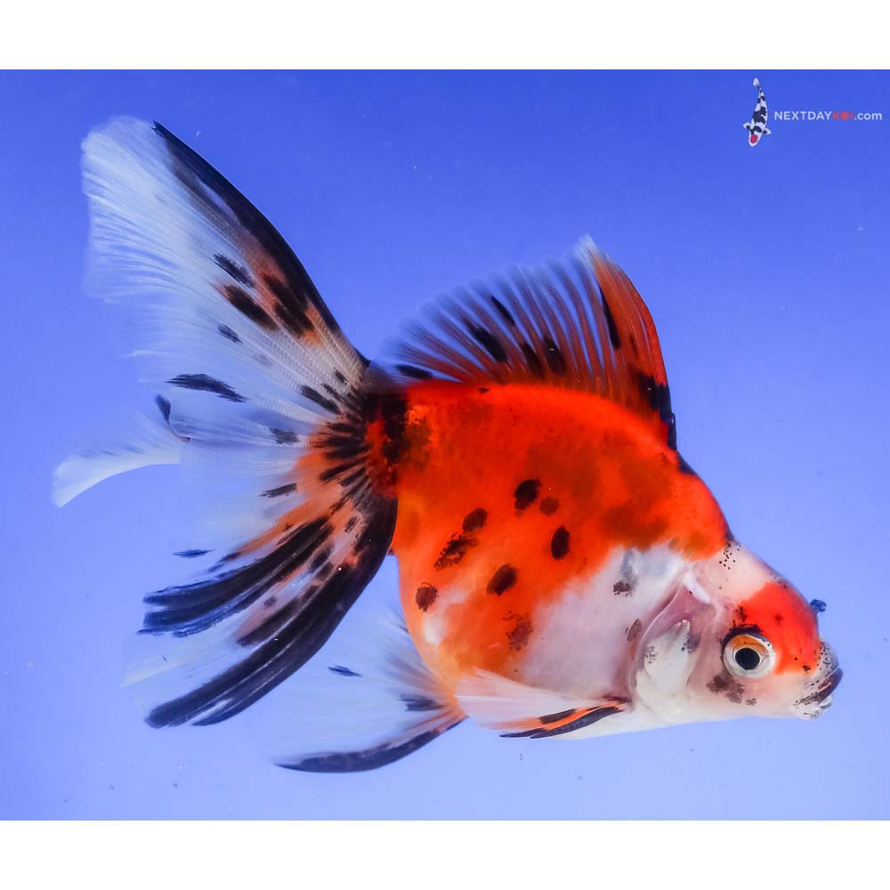 5” Imported Calico Ryukin